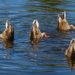 ducks heads under water